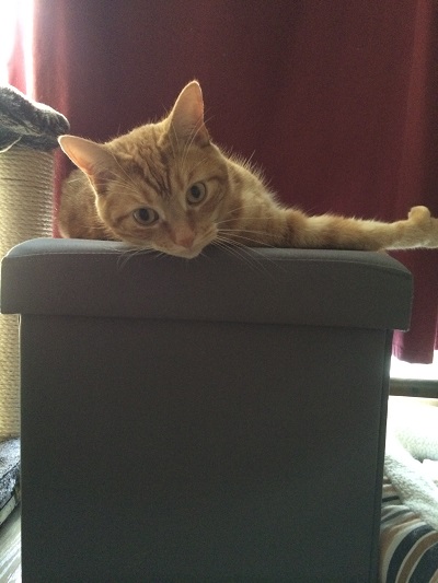 Home visits for cat - LeGros